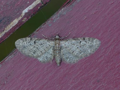 Réf. 301 058 : Eupithecia virgaureata